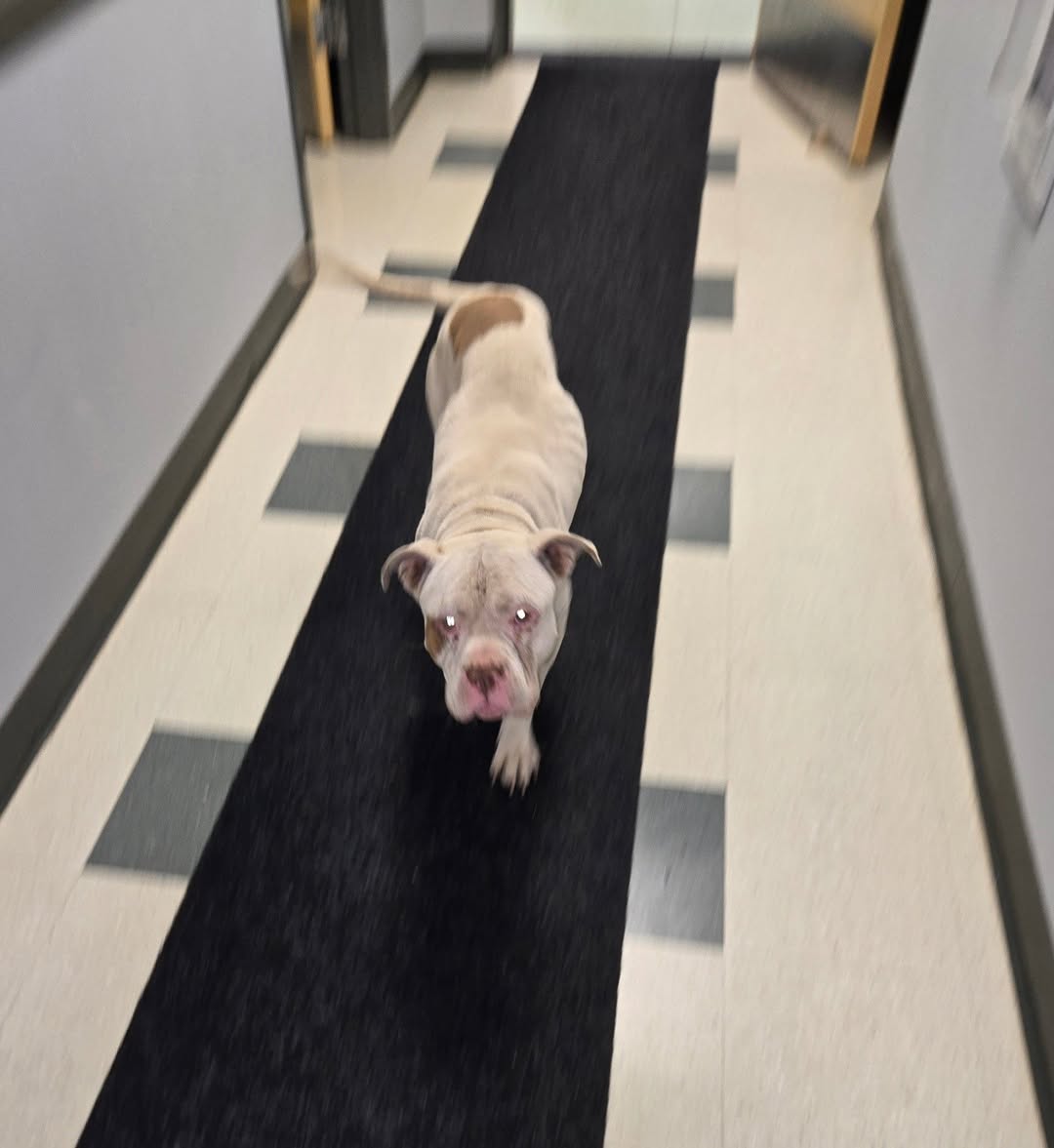 Found Dog in Waverly