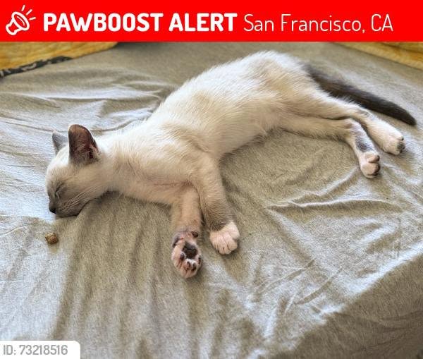 Lost cat
