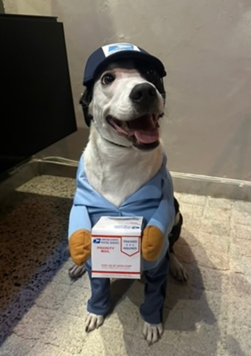 Lost Dog in BayamóN