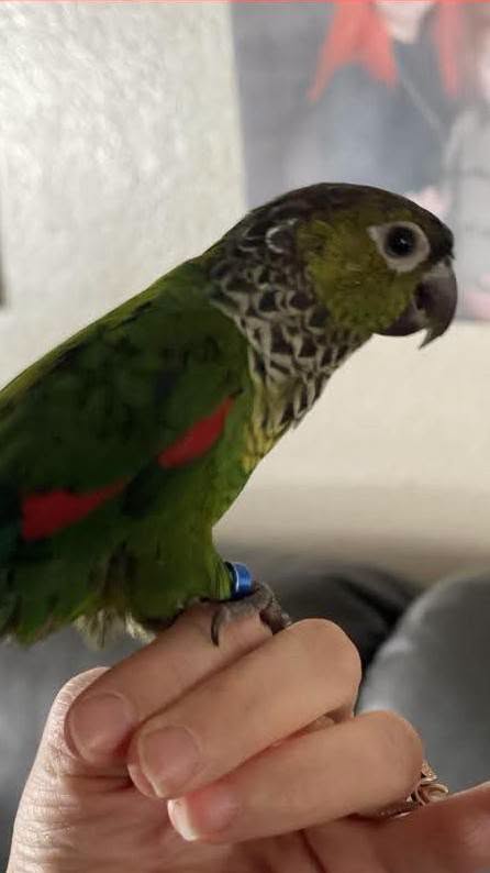Lost bird