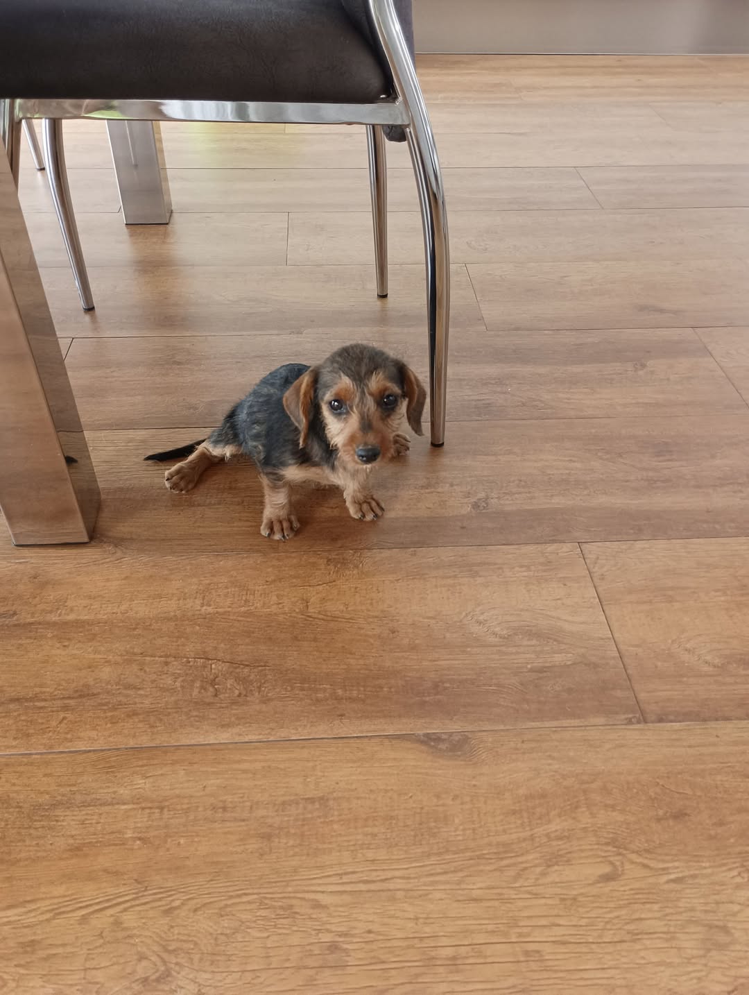 Found dog