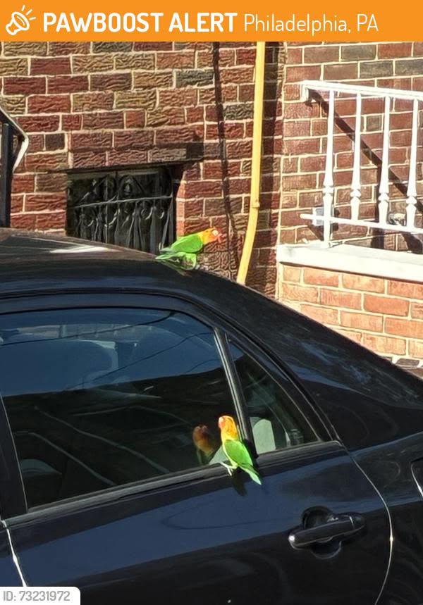 Found bird