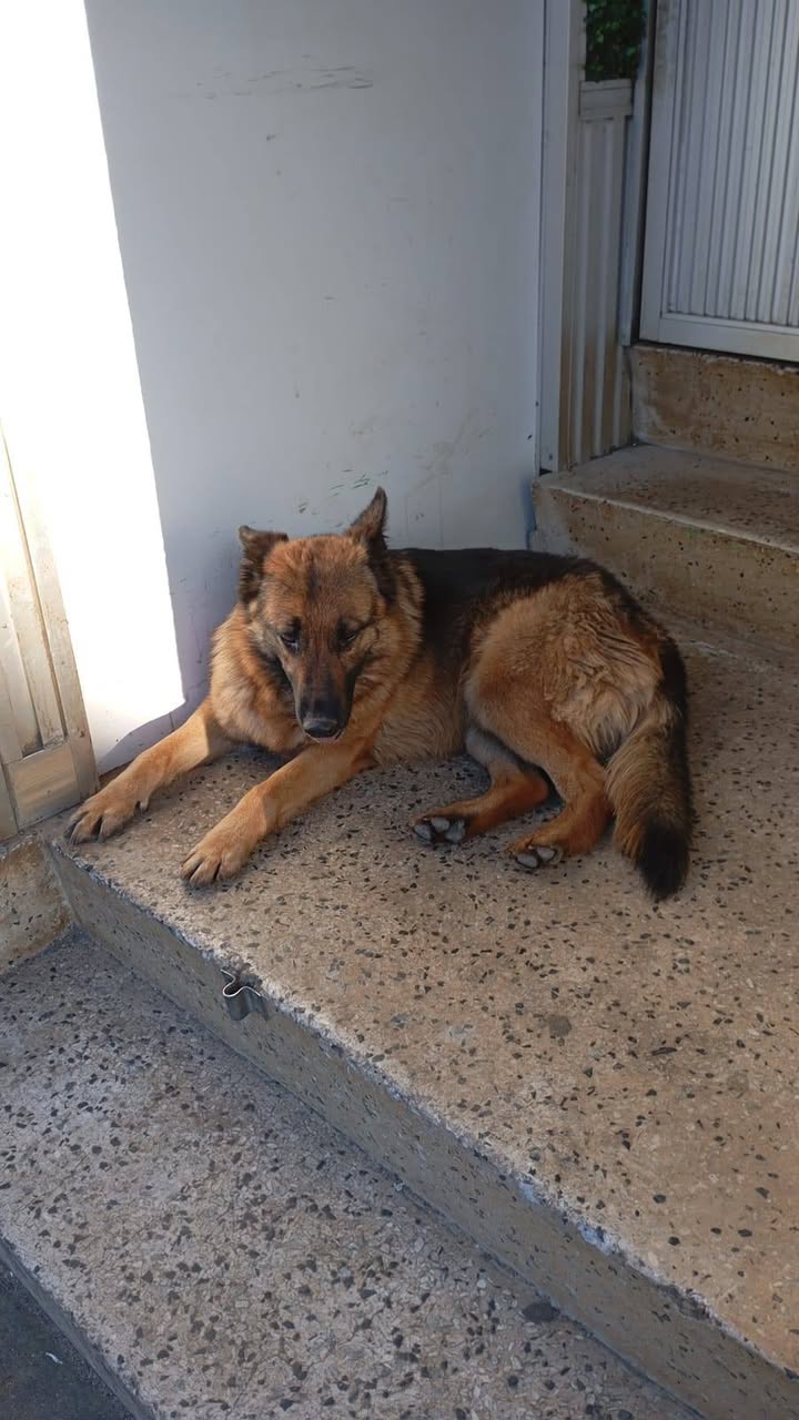 Found Dog in CañEte