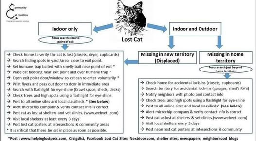 Lost Cat in Mesquite
