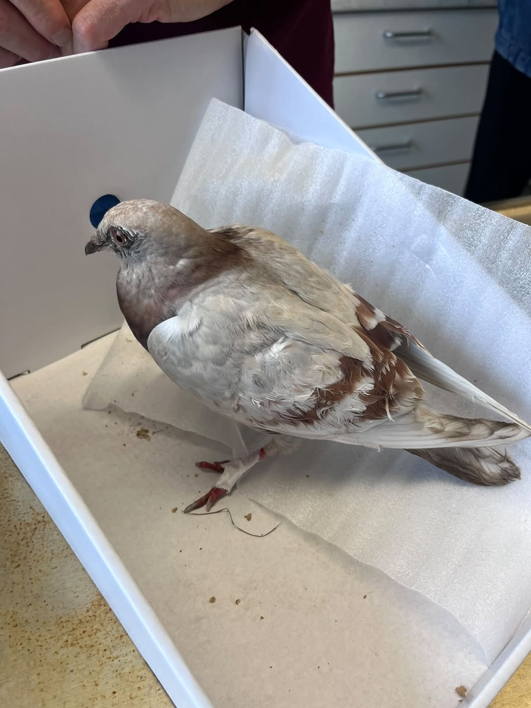 Found bird