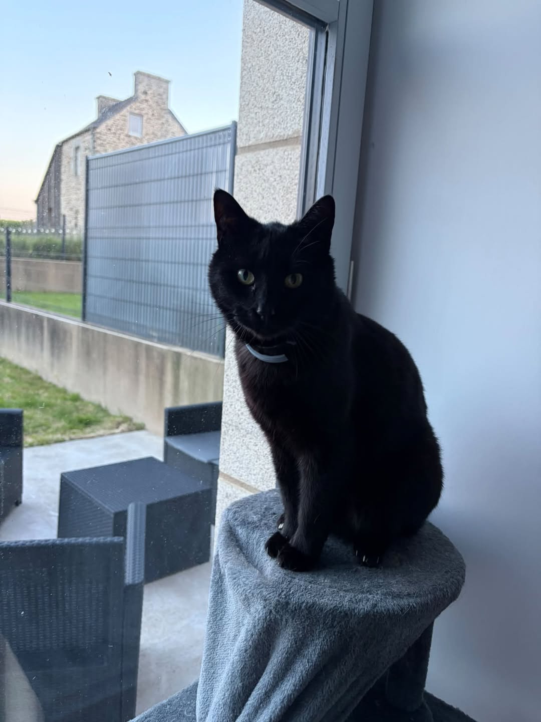 Lost Cat in Taden