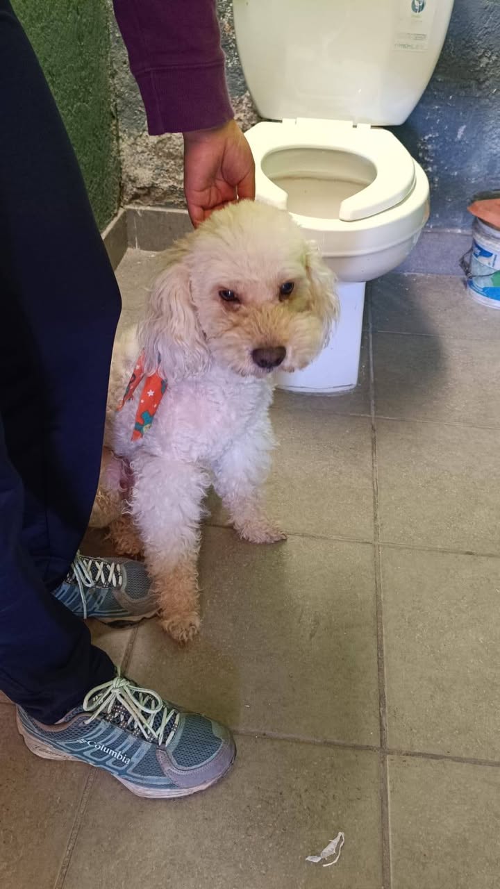 Found dog