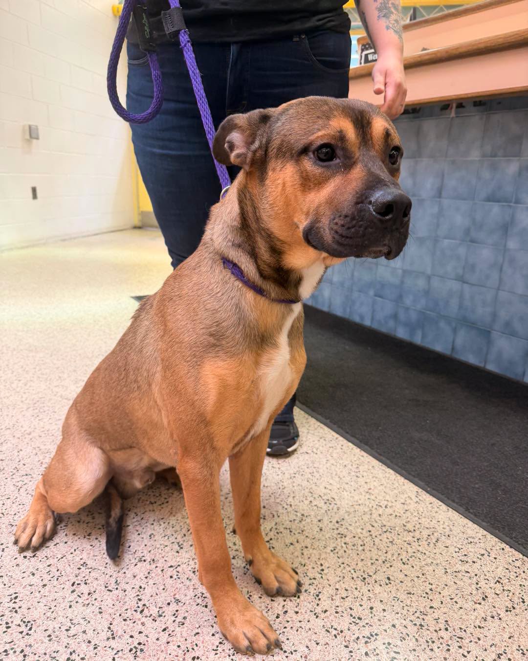 Found dog