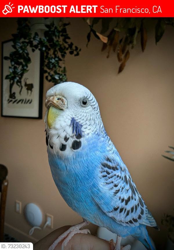 Lost budgie