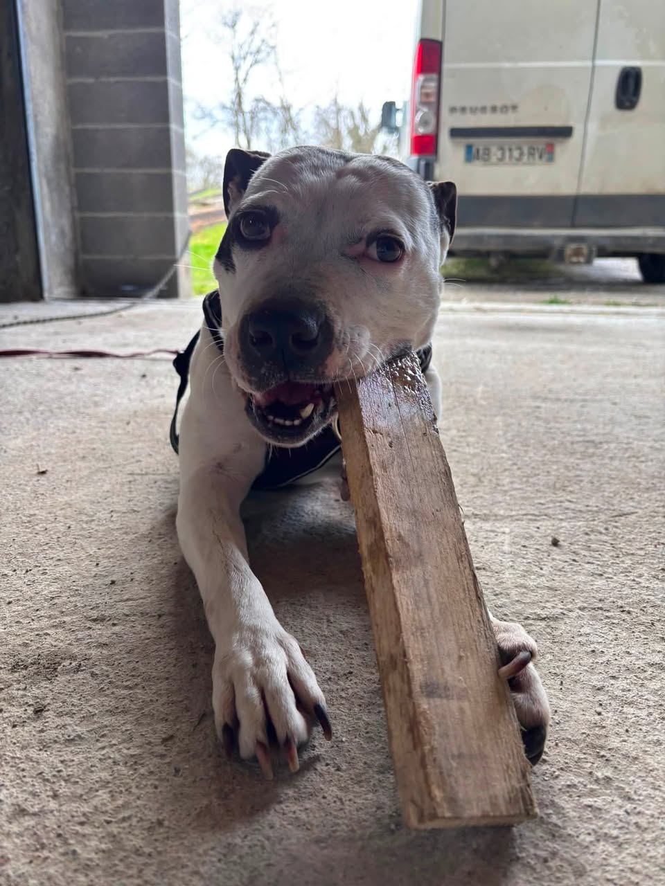 Lost dog
