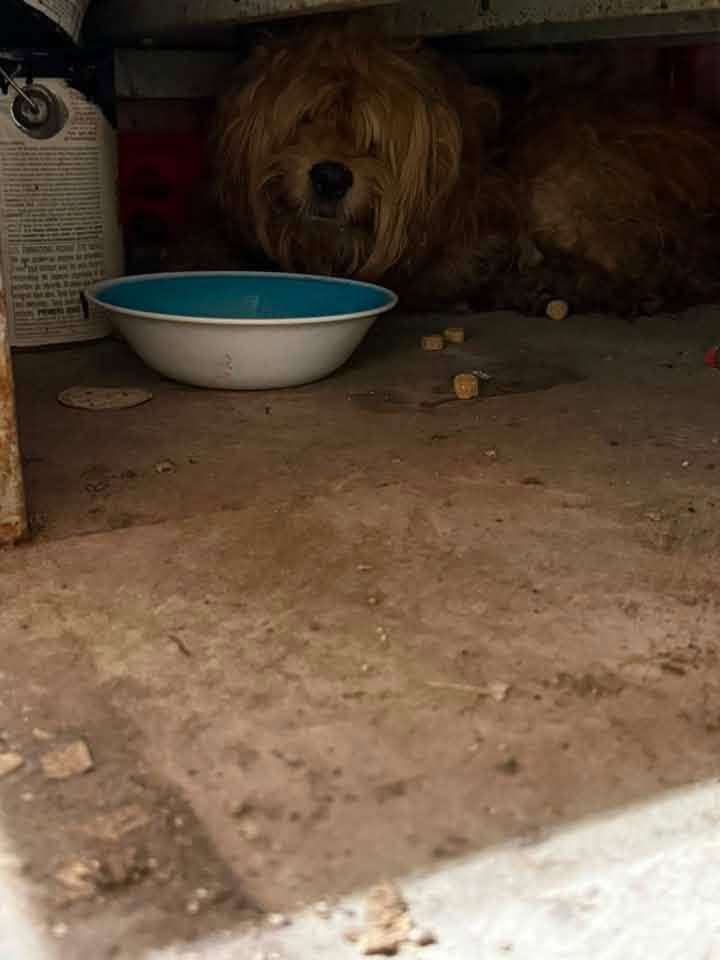 Found dog
