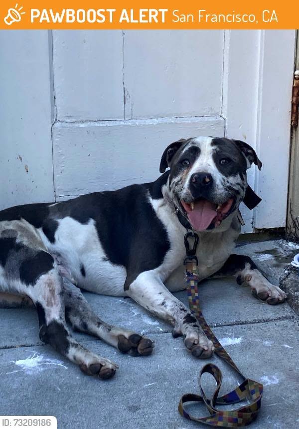 Found dog