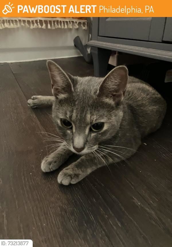 Found cat
