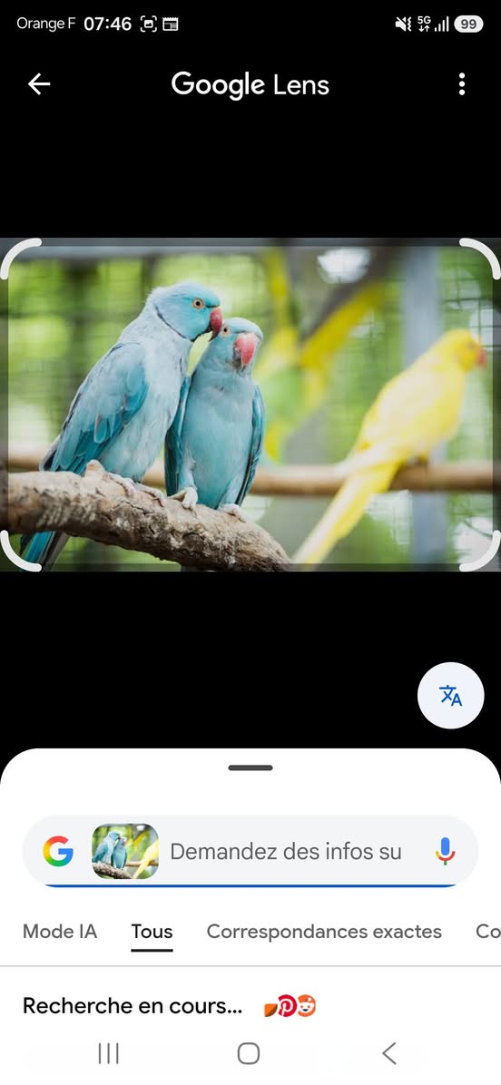 Lost Bird in Hautmont