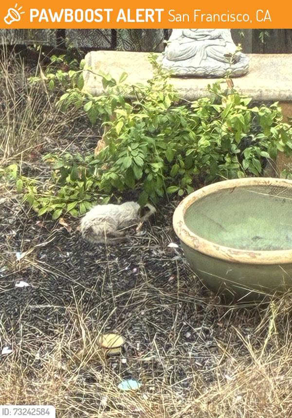 Found cat