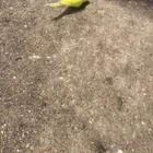 Found bird