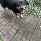 Found dog
