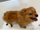 Found dog