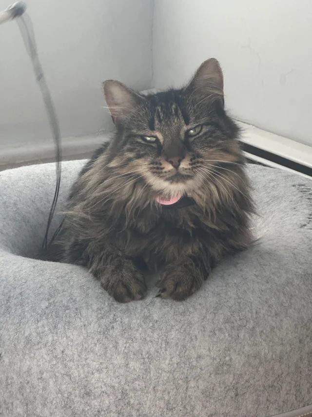 Lost Cat in Local