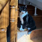 Lost Cat in Jack Pine Park