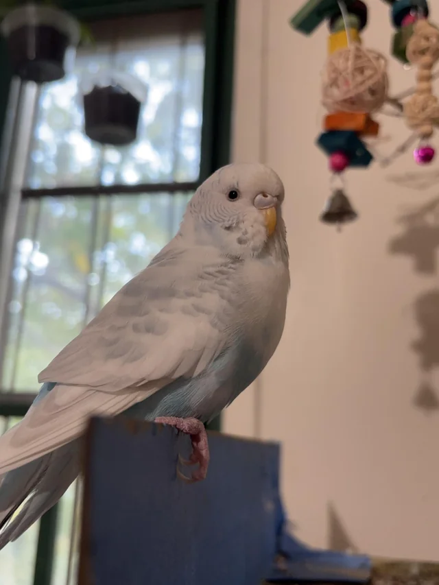 Lost Budgie in Bronx