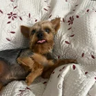 Lost dog