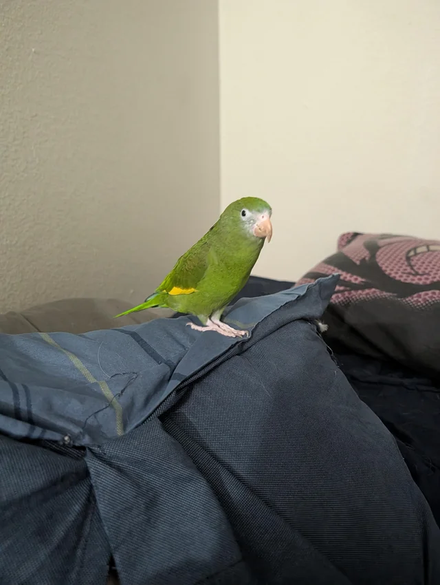 Lost Bird in Mesa