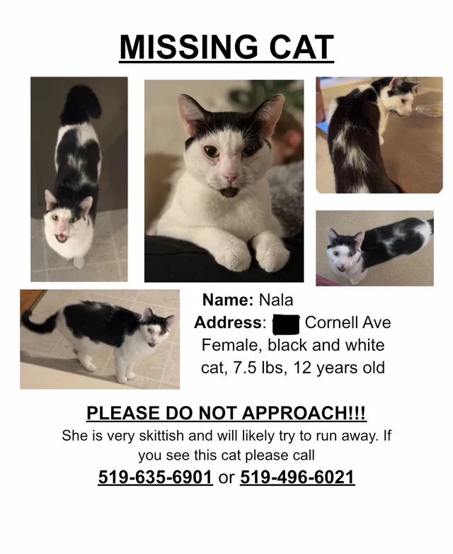 Lost Cat in Local