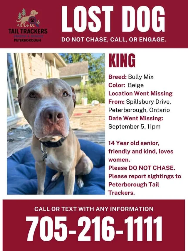 Lost dog