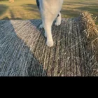Lost Cat in Northern Ireland