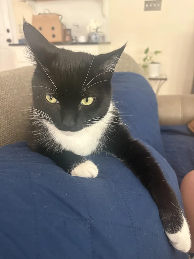 Lost Cat in Tuscaloosa