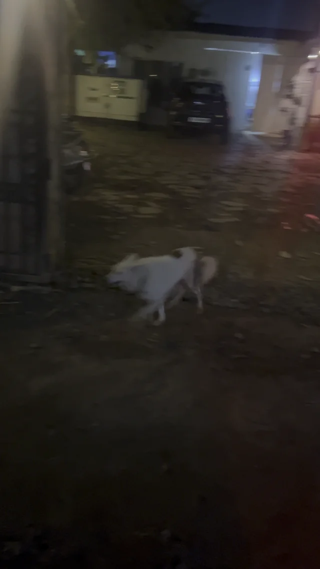 Found dog