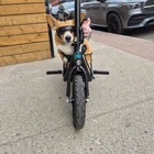 Lost Scooter in Alberta