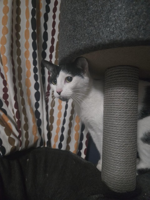 Found cat