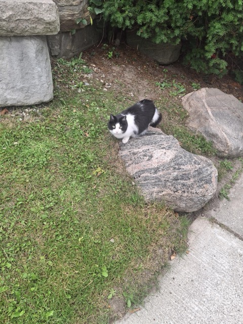 Found cat