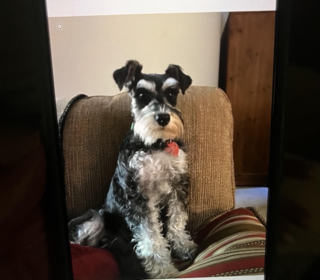 Lost Dog in Tulsa
