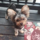 Lost Dog in Rochester