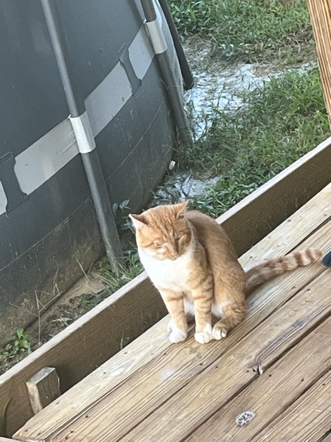 Found Cat in Tazewell