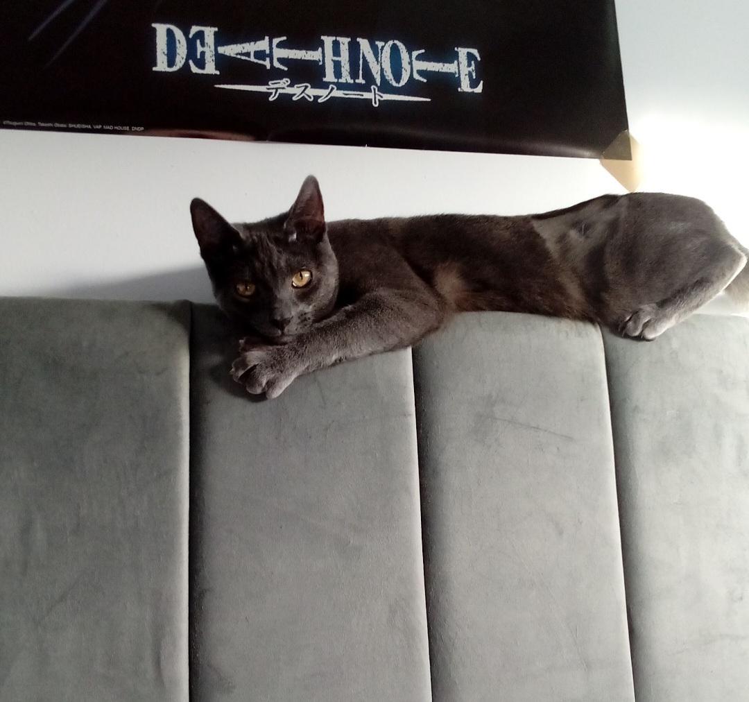 Lost Cat in Local