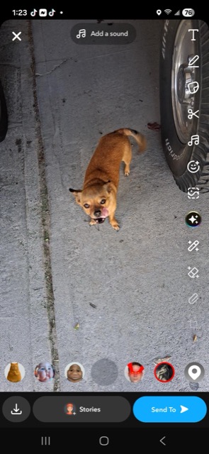 Lost Dog in Price
