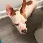 Found Dog in Cheviot