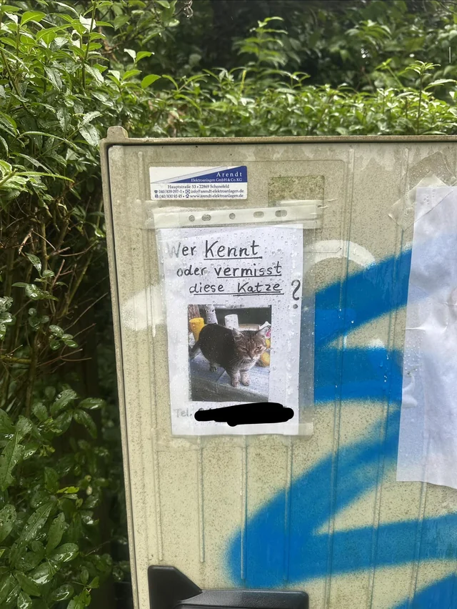 Found cat