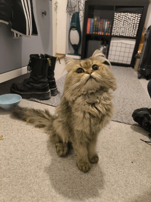 Found cat