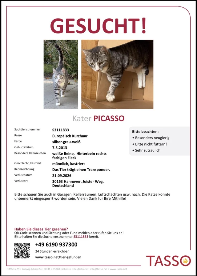 Lost Cat in Germany