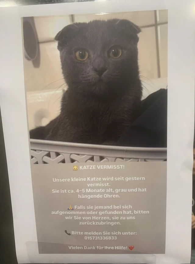 Lost Cat in Leipzig