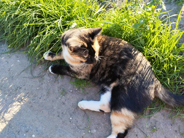 Found cat