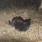 Found cat