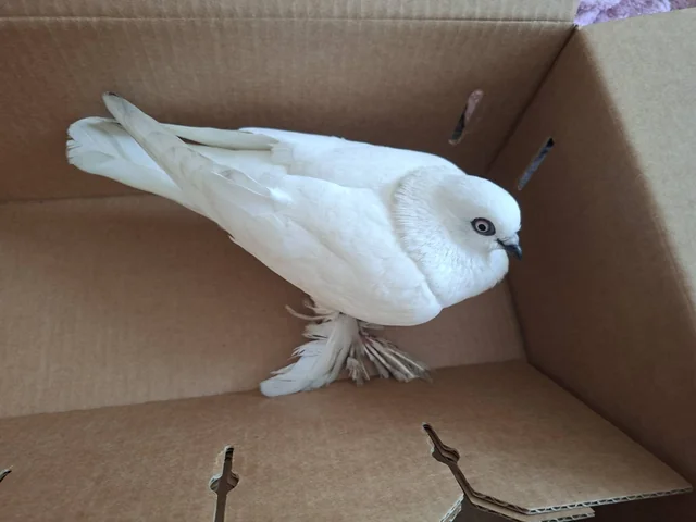 Found bird