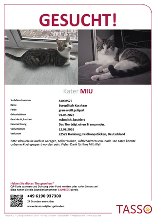Lost cat