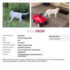 Lost cat